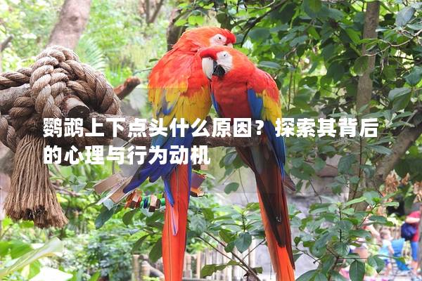 鹦鹉上下点头什么原因？探索其背后的心理与行为动机