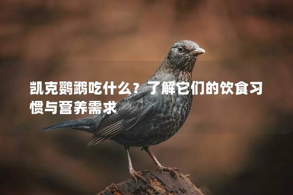 凯克鹦鹉吃什么？了解它们的饮食习惯与营养需求