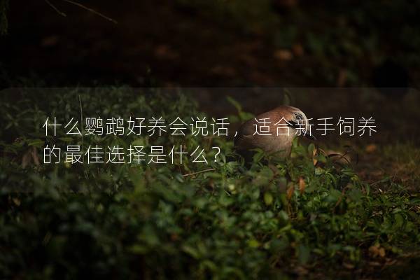 什么鹦鹉好养会说话，适合新手饲养的最佳选择是什么？