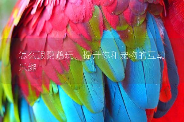 怎么跟鹦鹉玩，提升你和宠物的互动乐趣
