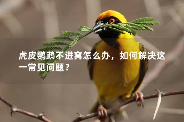 虎皮鹦鹉不进窝怎么办，如何解决这一常见问题？