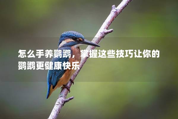 怎么手养鹦鹉，掌握这些技巧让你的鹦鹉更健康快乐