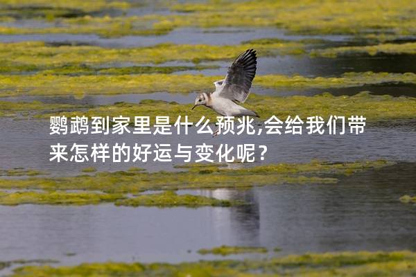 鹦鹉到家里是什么预兆,会给我们带来怎样的好运与变化呢？