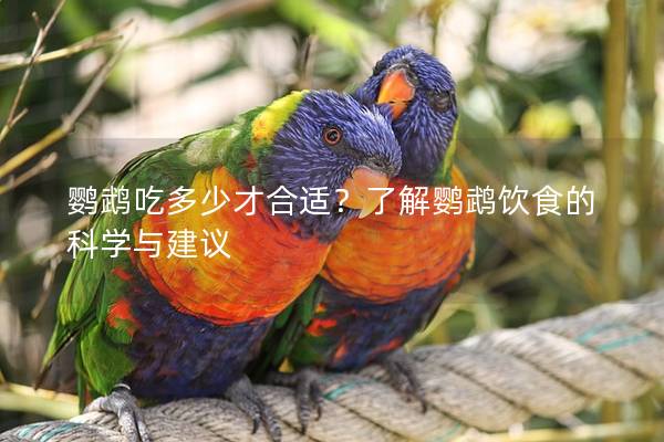 鹦鹉吃多少才合适？了解鹦鹉饮食的科学与建议
