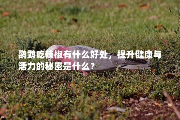 鹦鹉吃辣椒有什么好处，提升健康与活力的秘密是什么？