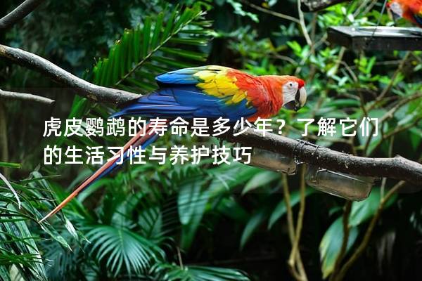 虎皮鹦鹉的寿命是多少年？了解它们的生活习性与养护技巧