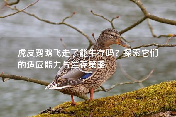 虎皮鹦鹉飞走了能生存吗？探索它们的适应能力与生存策略
