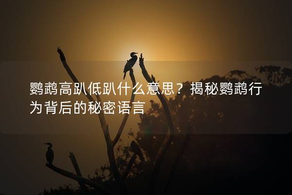 鹦鹉高趴低趴什么意思？揭秘鹦鹉行为背后的秘密语言