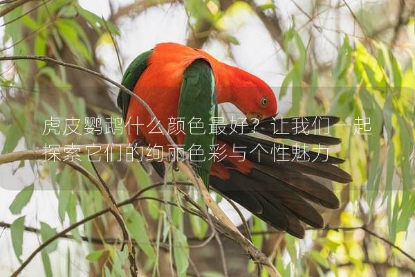 虎皮鹦鹉什么颜色最好？让我们一起探索它们的绚丽色彩与个性魅力