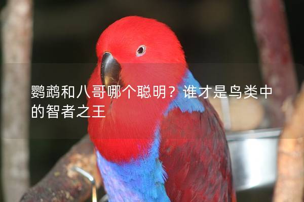 鹦鹉和八哥哪个聪明？谁才是鸟类中的智者之王