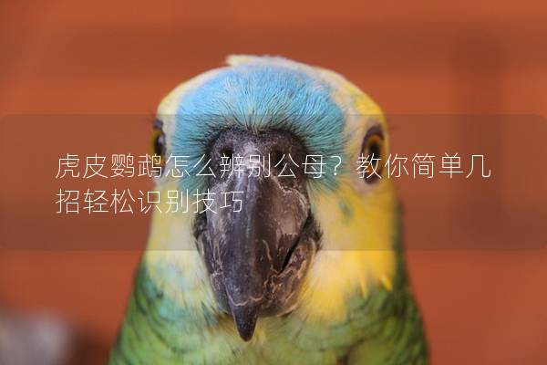 虎皮鹦鹉怎么辨别公母？教你简单几招轻松识别技巧