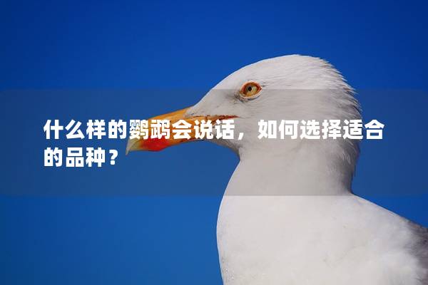 什么样的鹦鹉会说话，如何选择适合的品种？