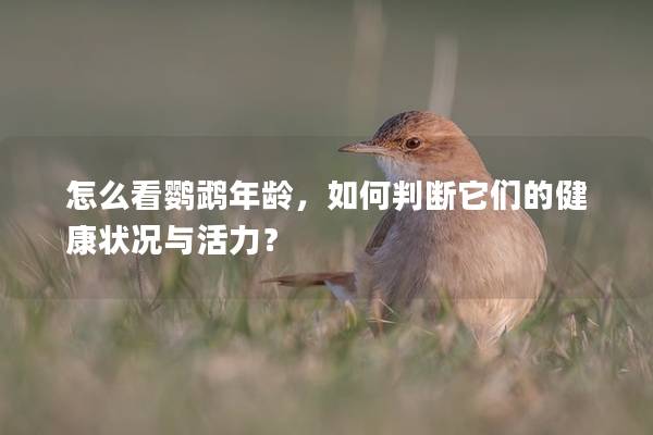怎么看鹦鹉年龄，如何判断它们的健康状况与活力？