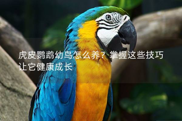 虎皮鹦鹉幼鸟怎么养？掌握这些技巧让它健康成长