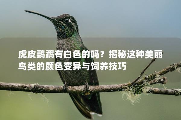 虎皮鹦鹉有白色的吗？揭秘这种美丽鸟类的颜色变异与饲养技巧