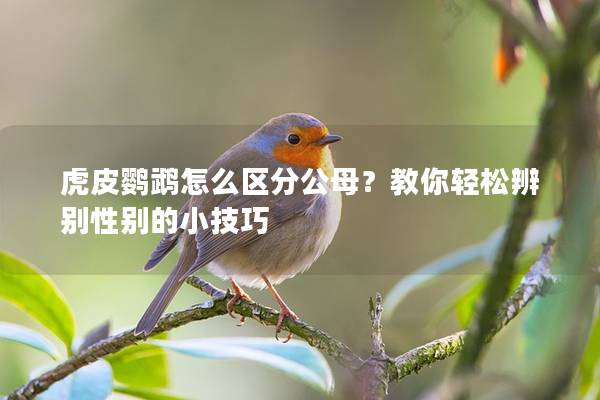 虎皮鹦鹉怎么区分公母？教你轻松辨别性别的小技巧