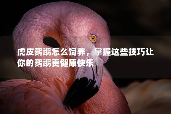 虎皮鹦鹉怎么饲养，掌握这些技巧让你的鹦鹉更健康快乐