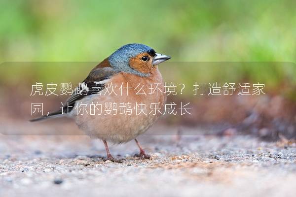 虎皮鹦鹉喜欢什么环境？打造舒适家园，让你的鹦鹉快乐成长