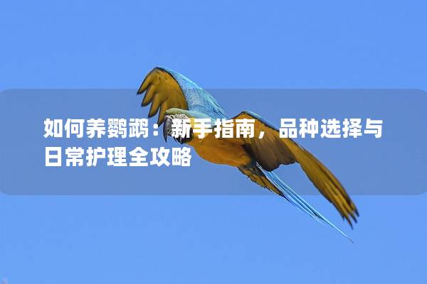 如何养鹦鹉：新手指南，品种选择与日常护理全攻略