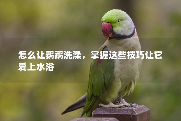 怎么让鹦鹉洗澡，掌握这些技巧让它爱上水浴