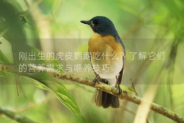 刚出生的虎皮鹦鹉吃什么？了解它们的营养需求与喂养技巧