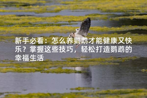 新手必看：怎么养鹦鹉才能健康又快乐？掌握这些技巧，轻松打造鹦鹉的幸福生活