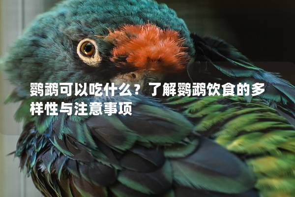鹦鹉可以吃什么？了解鹦鹉饮食的多样性与注意事项