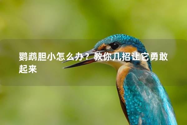 鹦鹉胆小怎么办？教你几招让它勇敢起来