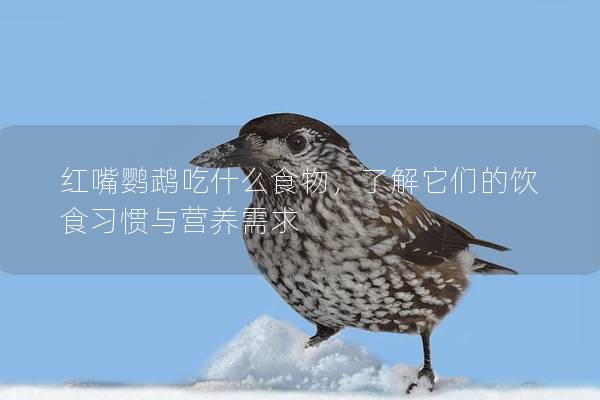 红嘴鹦鹉吃什么食物，了解它们的饮食习惯与营养需求