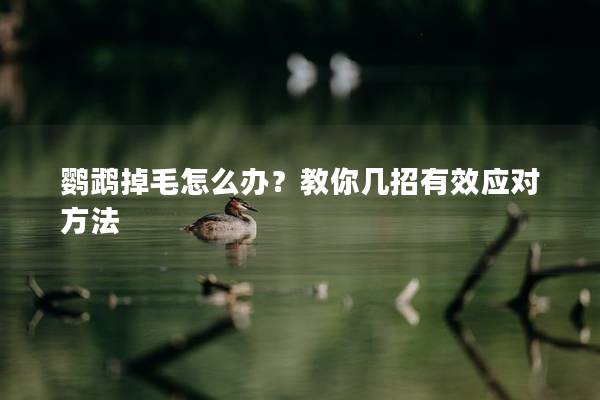 鹦鹉掉毛怎么办？教你几招有效应对方法