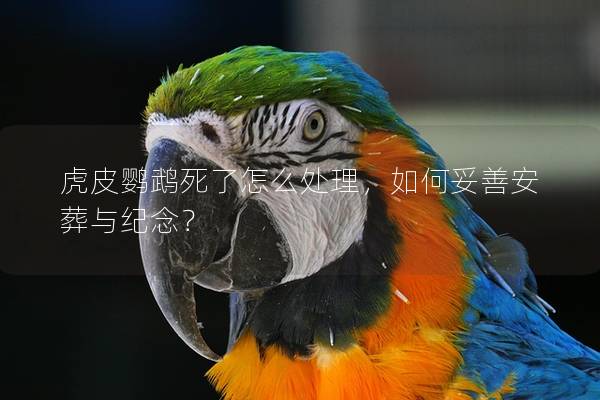 虎皮鹦鹉死了怎么处理，如何妥善安葬与纪念？