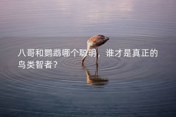 八哥和鹦鹉哪个聪明，谁才是真正的鸟类智者？