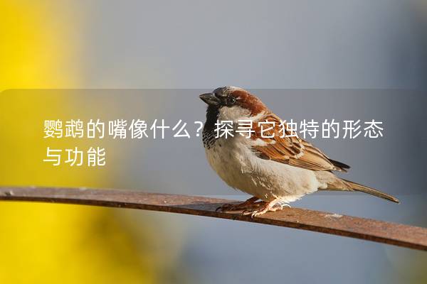 鹦鹉的嘴像什么？探寻它独特的形态与功能