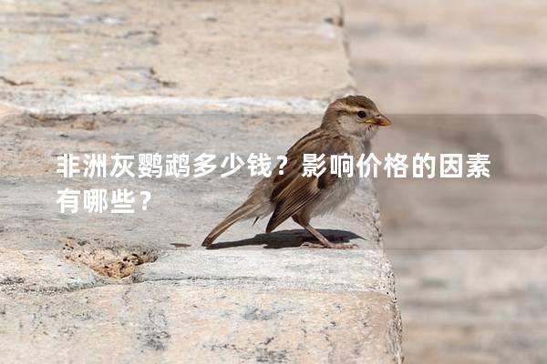 非洲灰鹦鹉多少钱？影响价格的因素有哪些？