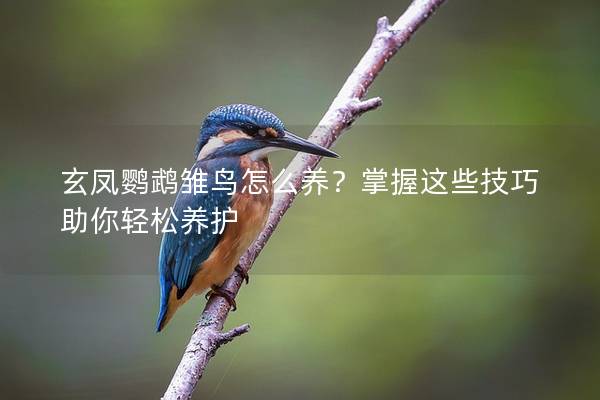 玄凤鹦鹉雏鸟怎么养？掌握这些技巧助你轻松养护