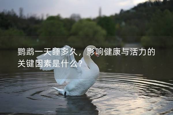鹦鹉一天睡多久，影响健康与活力的关键因素是什么？