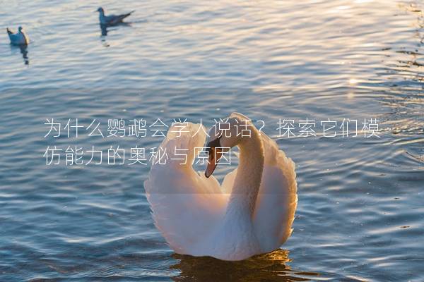 为什么鹦鹉会学人说话？探索它们模仿能力的奥秘与原因