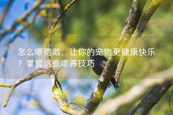 怎么喂鹦鹉，让你的宠物更健康快乐？掌握这些喂养技巧