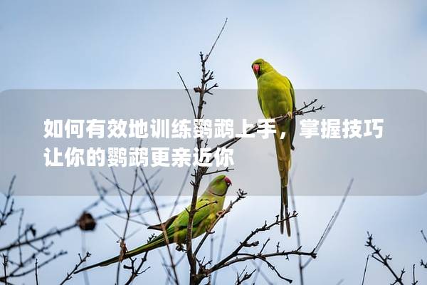 如何有效地训练鹦鹉上手，掌握技巧让你的鹦鹉更亲近你