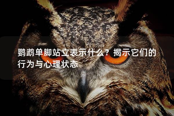 鹦鹉单脚站立表示什么？揭示它们的行为与心理状态