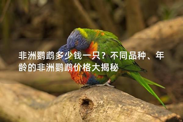 非洲鹦鹉多少钱一只？不同品种、年龄的非洲鹦鹉价格大揭秘