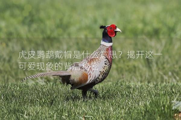 虎皮鹦鹉戴帽是什么意思？揭开这一可爱现象的背后秘密