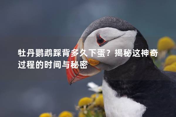牡丹鹦鹉踩背多久下蛋？揭秘这神奇过程的时间与秘密