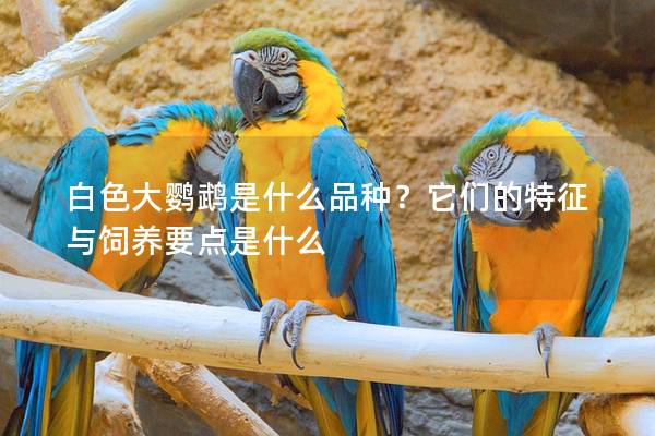 白色大鹦鹉是什么品种？它们的特征与饲养要点是什么