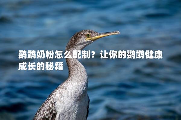 鹦鹉奶粉怎么配制？让你的鹦鹉健康成长的秘籍