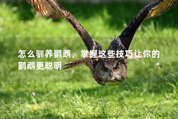 怎么驯养鹦鹉，掌握这些技巧让你的鹦鹉更聪明