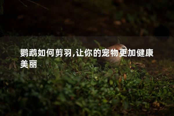 鹦鹉如何剪羽,让你的宠物更加健康美丽