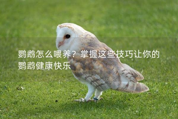 鹦鹉怎么喂养？掌握这些技巧让你的鹦鹉健康快乐