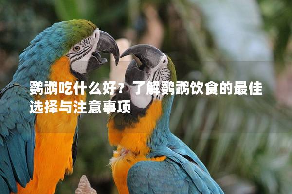 鹦鹉吃什么好？了解鹦鹉饮食的最佳选择与注意事项