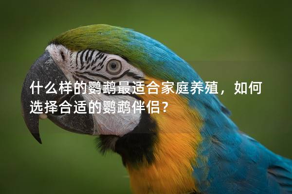 什么样的鹦鹉最适合家庭养殖，如何选择合适的鹦鹉伴侣？